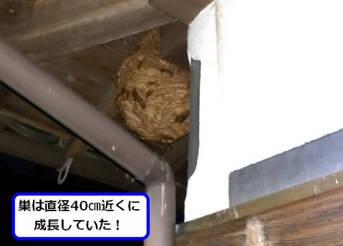 キイロスズメバチの巣駆除二階軒下