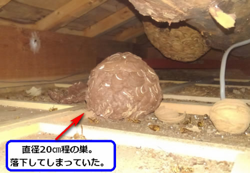 キイロスズメバチの巣駆除天井裏