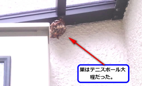 アシナガバチの巣駆除雨避け屋根