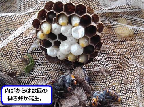 コガタスズメバチの巣内部