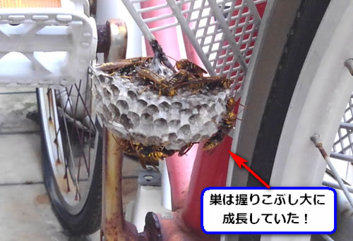 アシナガバチの巣駆除自転車