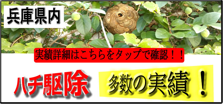 兵庫県蜂の巣駆除実績多数