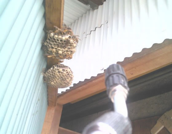 アシナガバチの巣駆除物置小屋