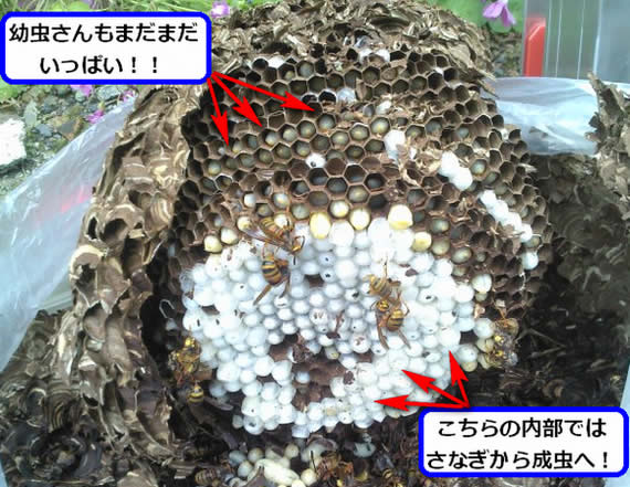 駆除後のスズメバチの巣
