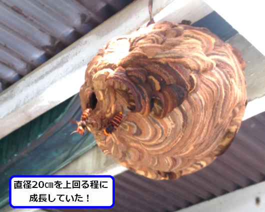 スズメバチの巣駆除トタン屋根