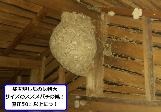スズメバチの巣駆除天井裏