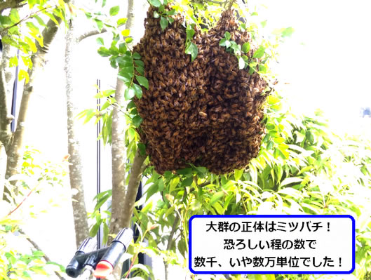 ミツバチ駆除植木