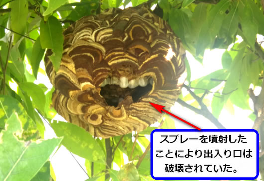 スズメバチの巣駆除植木内部