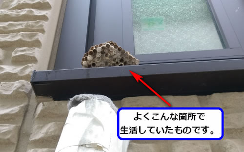 アシナガバチの巣駆除高所窓