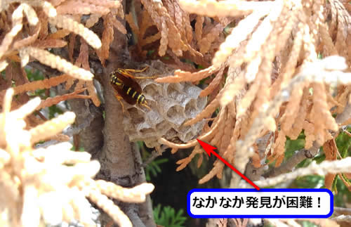 アシナガバチの巣駆除植木