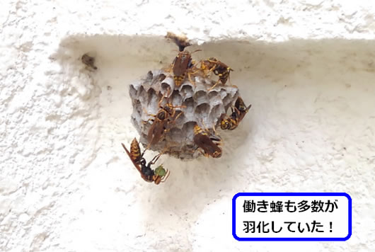 アシナガバチの巣駆除壁面
