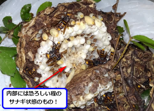 スズメバチの巣内部