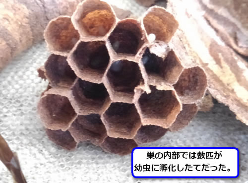 スズメバチの巣幼虫孵化