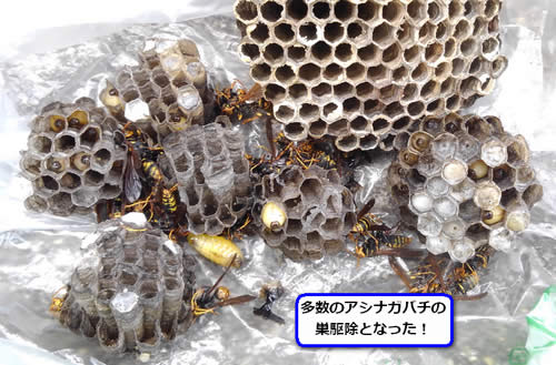アシナガバチの巣駆除多数