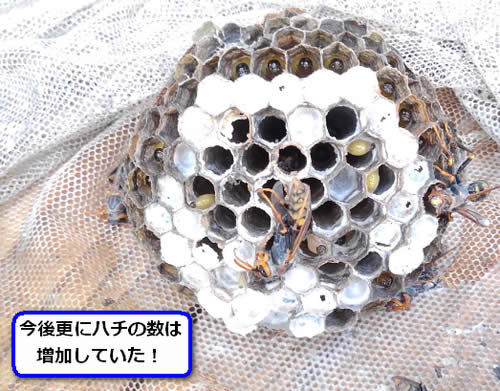 アシナガバチの巣内部