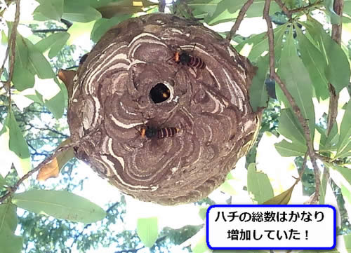 コガタスズメバチの巣駆除植木枝