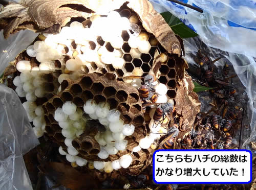 コガタスズメバチの巣サナギ