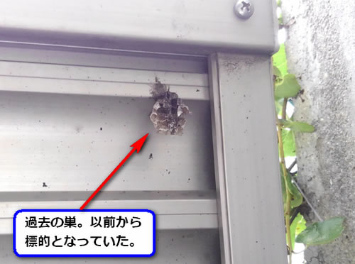 アシナガバチの巣駆除過去巣