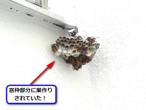 アシナガバチの巣駆除窓枠
