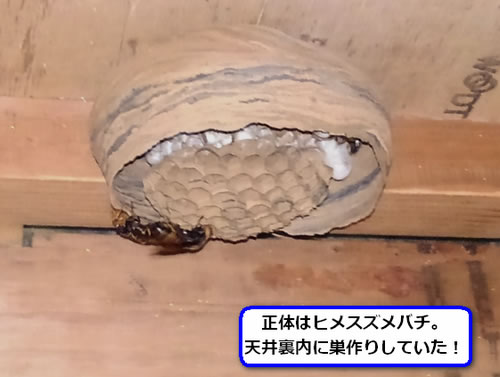 ヒメスズメバチの巣駆除天井裏